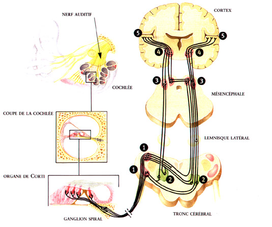 du nerf auditif au cortex