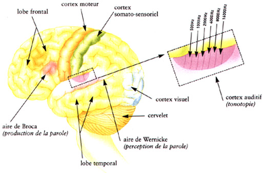 carte anatomique et fonctionnelle des régions du cortex gauche